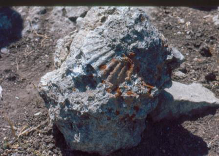 Piece of Pecten Reef